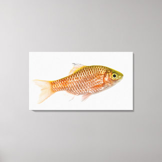 Dornhai (Puntius conchonius) Leinwanddruck