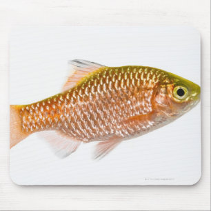 Dornhai (Puntius conchonius) Mousepad