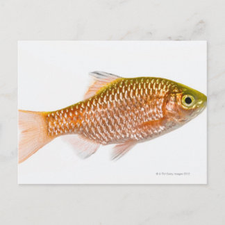 Dornhai (Puntius conchonius) Postkarte