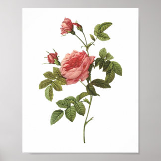 Dornlose Rose (Rosa inermis) von Redouté Poster