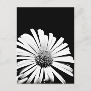 Doronicum Blume Art Postcard (schwarz-weiß) Postkarte