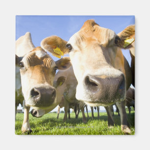 Dorset, Großbritannien Magnet