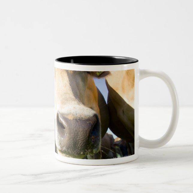 Dorset, Großbritannien Zweifarbige Tasse (Rechts)