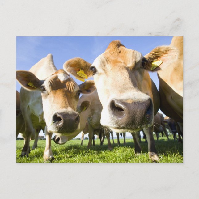 Dorset, UK Postkarte (Vorderseite)