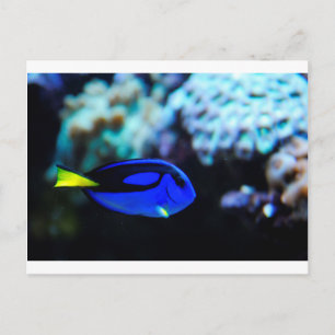 Dory, Blue Tang Fish Postkarte