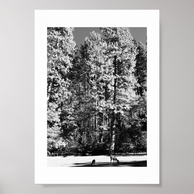 Dos and Fawn Yosemite Black and White Fotografy Poster (Vorne)