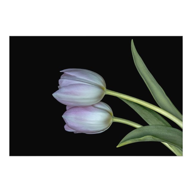 Dos tulipanes fotodruck (Vorne)