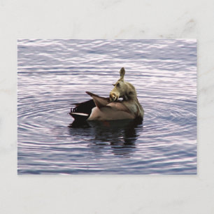 Dose Postkarte