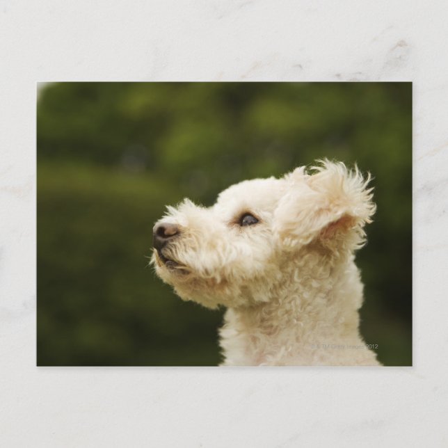 Dose (weiß) 2 postkarte (Vorderseite)