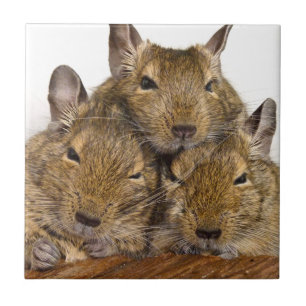 Dösende Degu Trio-Fliese Fliese