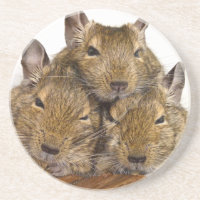 Dösendes Degu Trio
