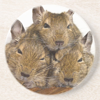 Dösendes Degu Trio Getränkeuntersetzer