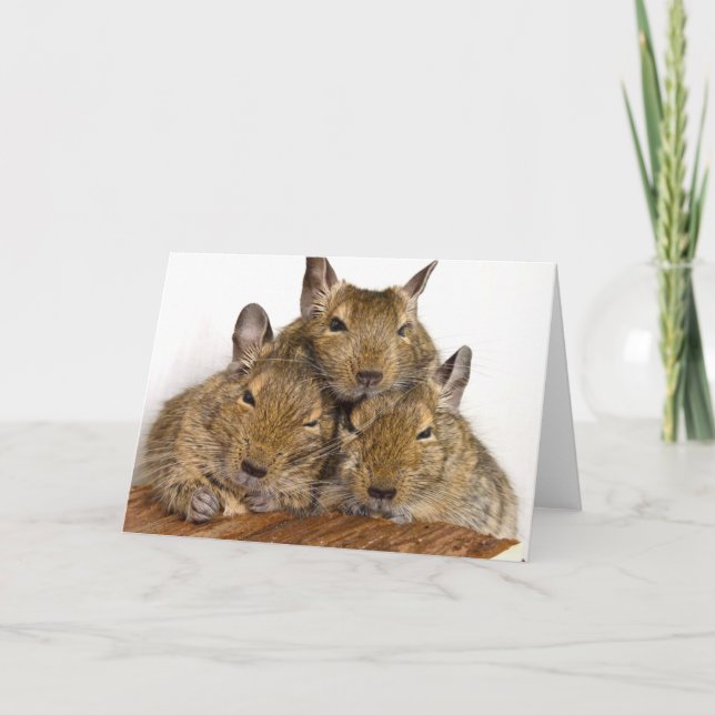 Dösendes Degu Trio Karte (Vorderseite)