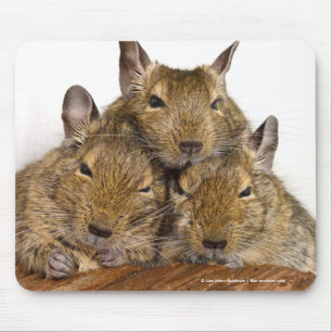 Dösendes Degu Trio Mousepad
