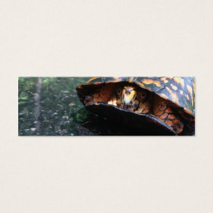 Dosenschildkröte