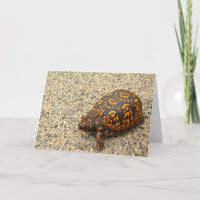Dosenschildkröte-Ermutigung