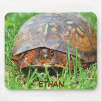 Dosenschildkröte-Mausunterlage