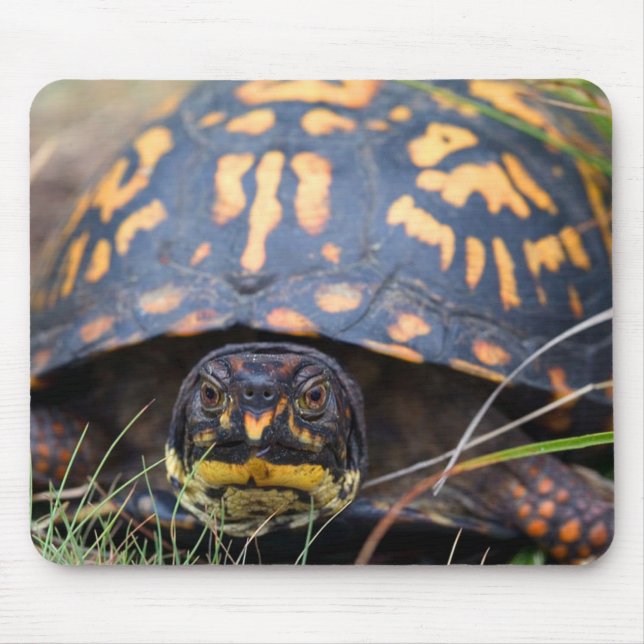 Dosenschildkröte Mousepad (Vorne)