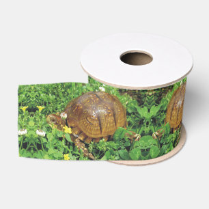 Dosenschildkröte-Sommerzeit-Schildkröte-Band Ripsband