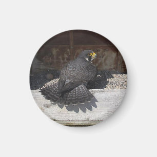 Dot.ca Magnet