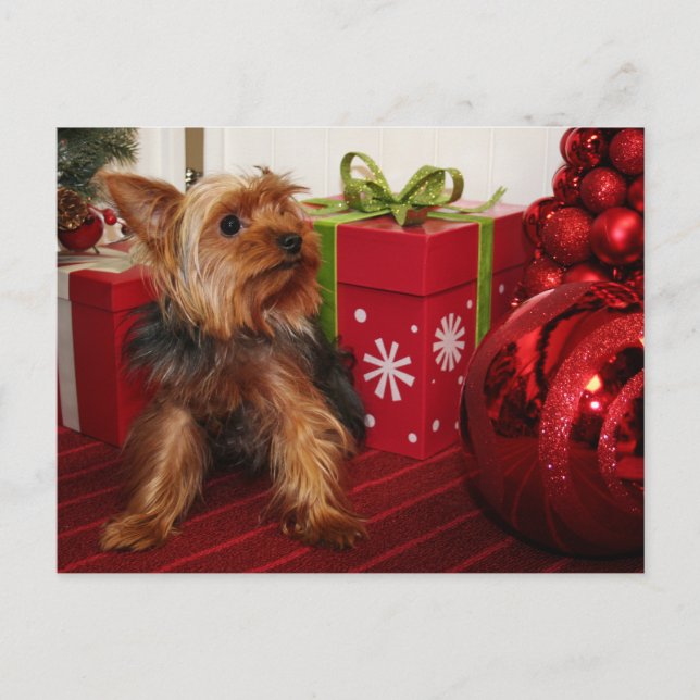 Dot - Yorkshire Terrier - Rodgers Feiertagspostkarte (Vorderseite)