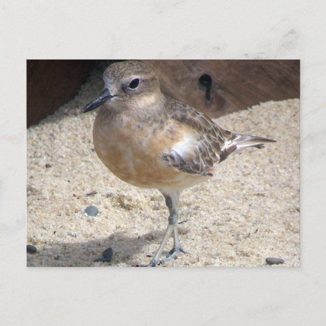 Dotterel Postkarte (Vorderseite)