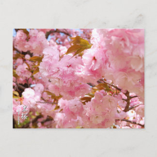 Double Cherry Blossom: Sato-zakura Postkarte