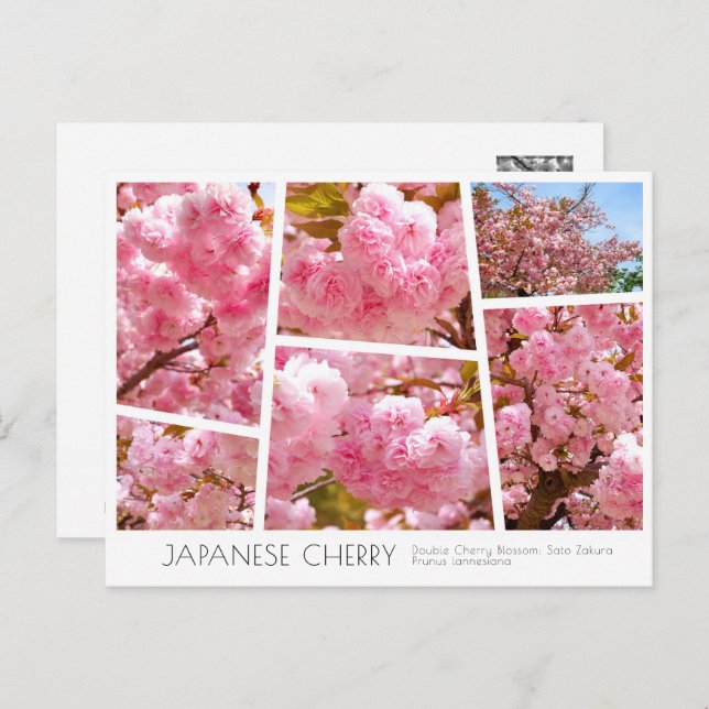 Double Cherry Blossom: Sato-zakura Postkarte (Vorne/Hinten)