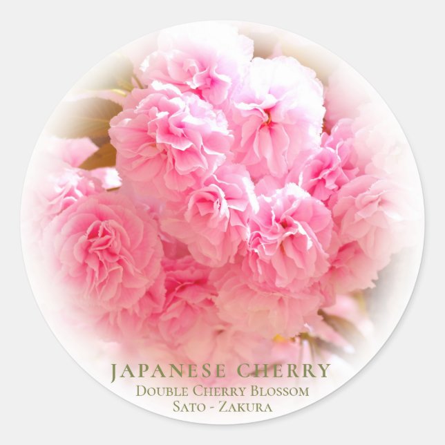 Double Cherry Blossom: Sato-zakura Runder Aufkleber (Vorderseite)