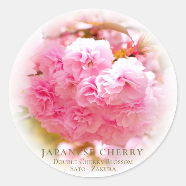 Double Cherry Blossom: Sato-zakura Runder Aufkleber (Vorderseite)
