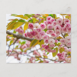double cherry blossoms feiertagspostkarte