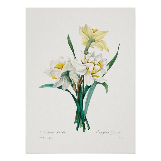 Double Daffodil,  Pierre-Joseph Redouté, 1827 Poster (Vorderseite)