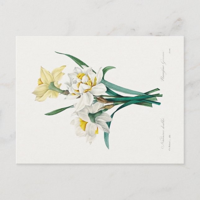 Double Daffodil,  Pierre-Joseph Redouté, 1827 Postkarte (Vorderseite)