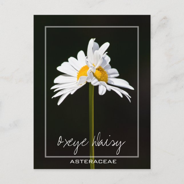 Double Headed White Daisy | Oxeye Daisy Foto Postkarte (Vorderseite)