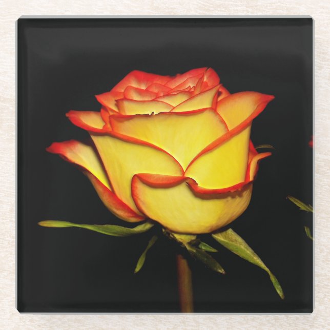 Double Red and Yellow Rose Bloom Glasuntersetzer (Vorderseite)