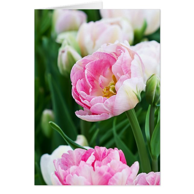 Double Tulips Spring Garden Jeden Anlaß (Vorne)