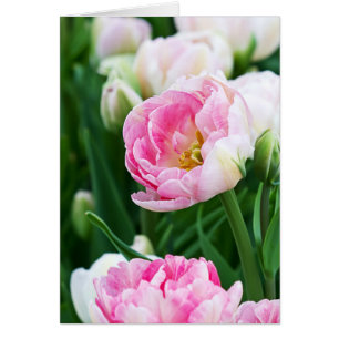 Double Tulips Spring Garden Jeder Anlass Custom