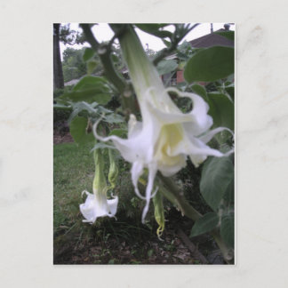 Double White Brugmansia Postkarte