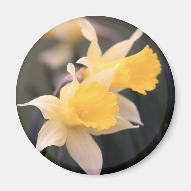 Double Wild Daffodil Magnet (Vorne)