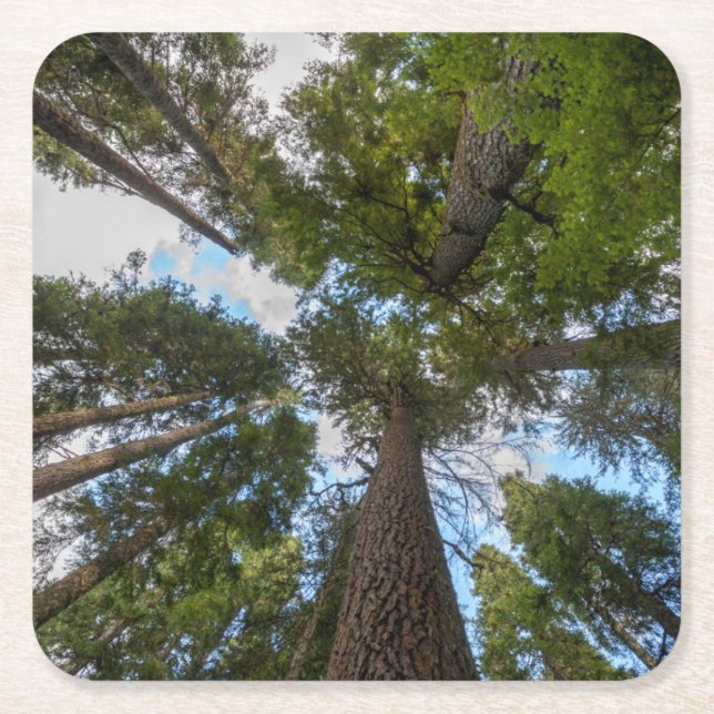 Douglas Fir Baumkronen Rechteckiger Pappuntersetzer (Vorderseite)