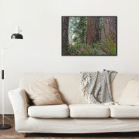 Douglas Fir Conifer Forest