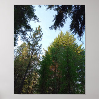 Douglas fir und Pine poster
