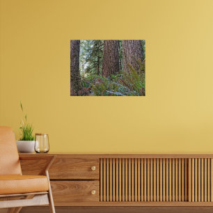 Douglasien-Nadelwald-Fotografie Poster