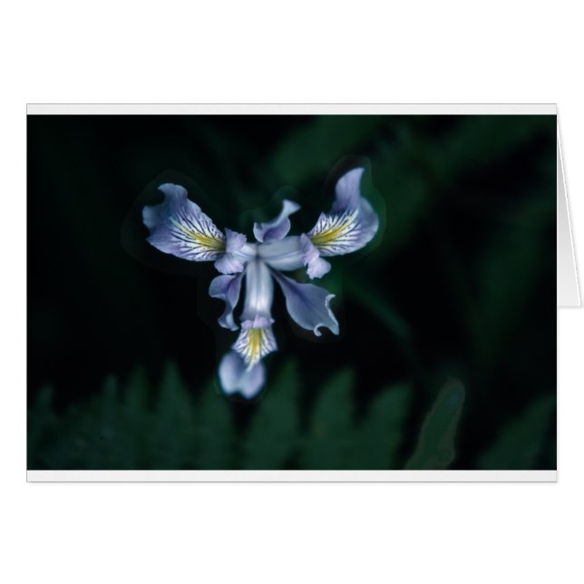 DouglasIris (Vorderseite (Horizontal))