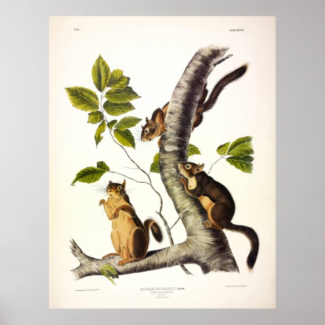 Douglass or Pine Squirrel (Chickaree) von Audubon Poster (Vorne)