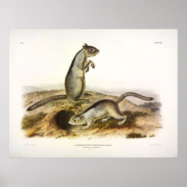 Douglass's Spermophile (Ground Eichhörnchen) - Aud Poster (Vorne)