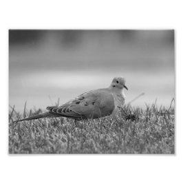 Dove Bird-Foto Fotodruck