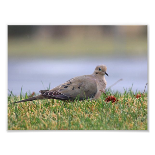Dove Bird Fotodruck (Vorne)