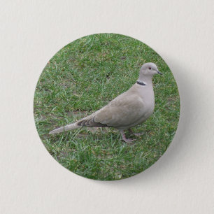 Dove Button