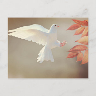 Dove Christian inspirational religious sympathy Postkarte